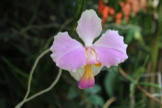 A single orchid flower with delicate, light pink petals and a central area of yellow and orange hues is set against a blurred background of green foliage.