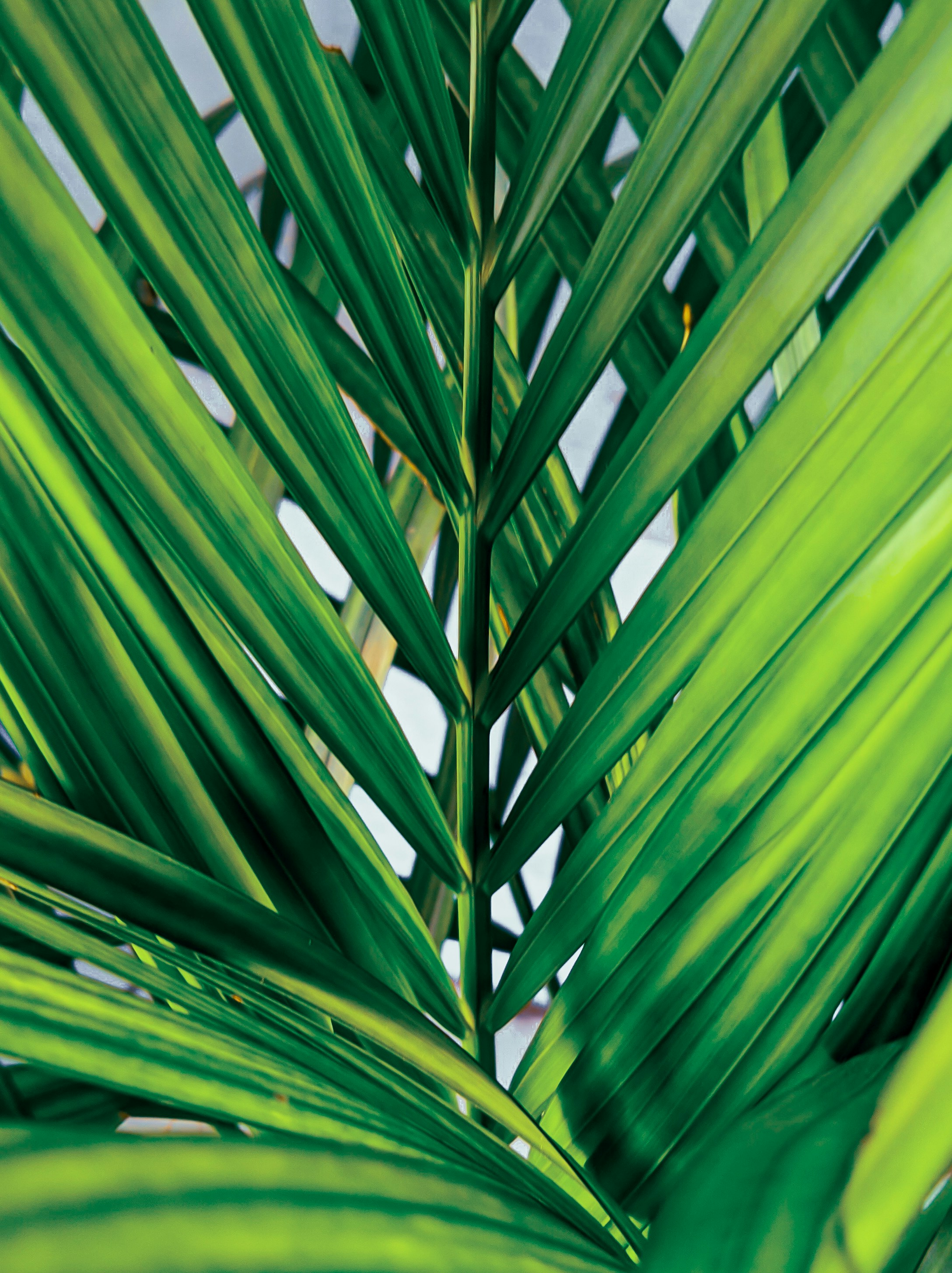 minimalist portrait wallpaper, wallpaper, Feel More Comfortable in Front of the Camera 4