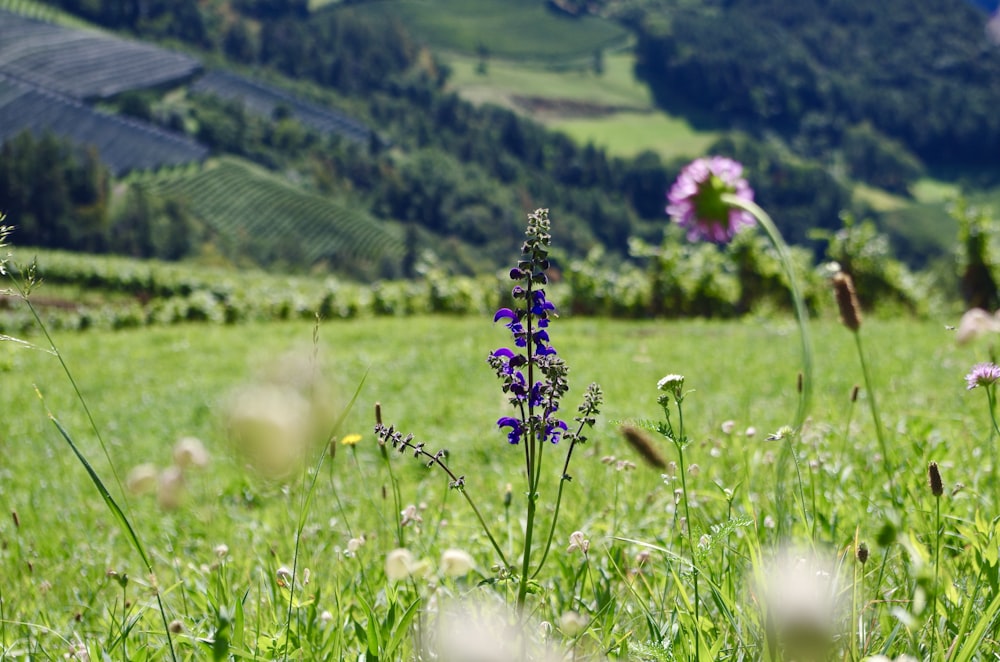 a field of grass with purple flowers in the foreground