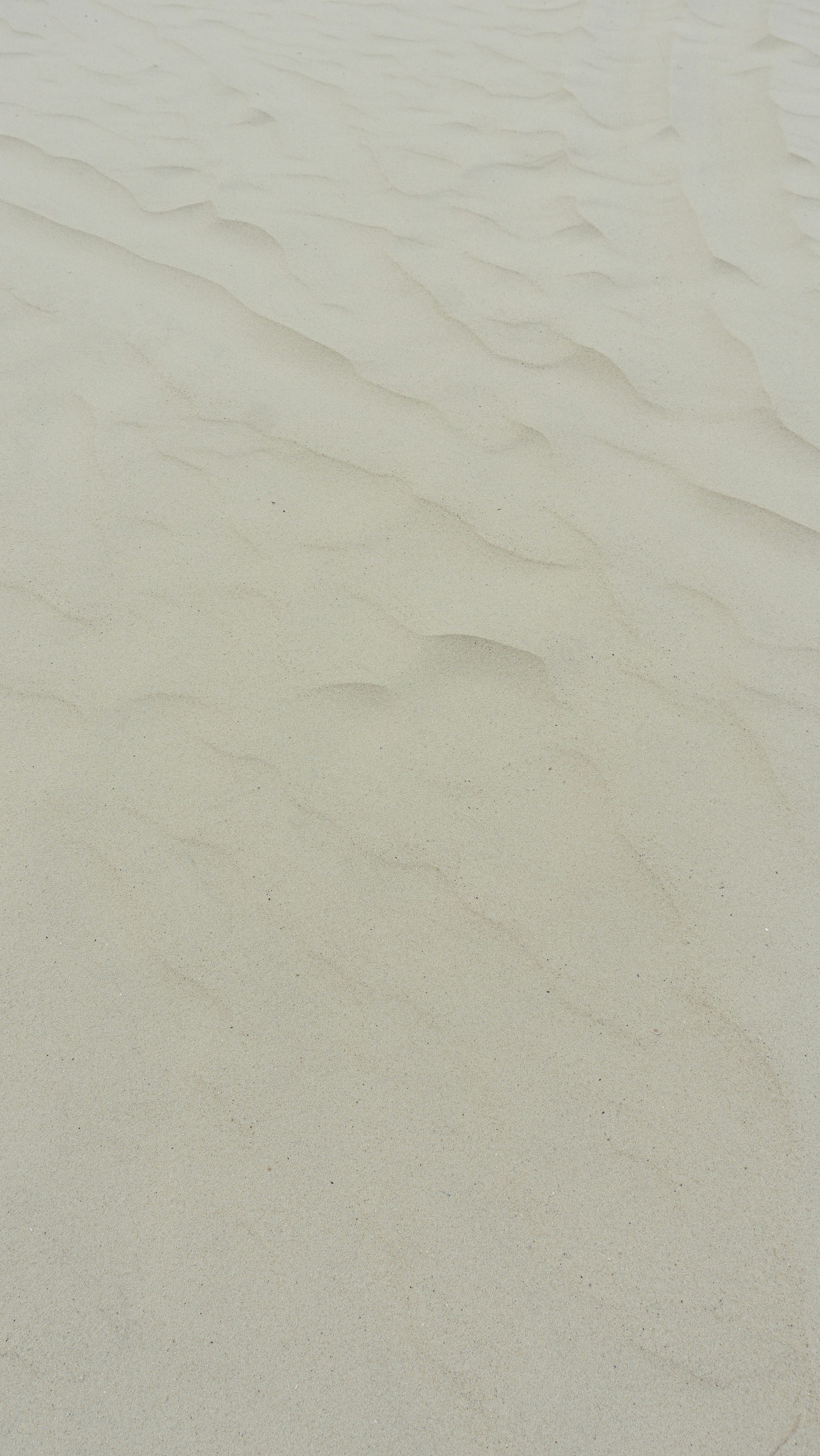 a bird standing on top of a sandy beach