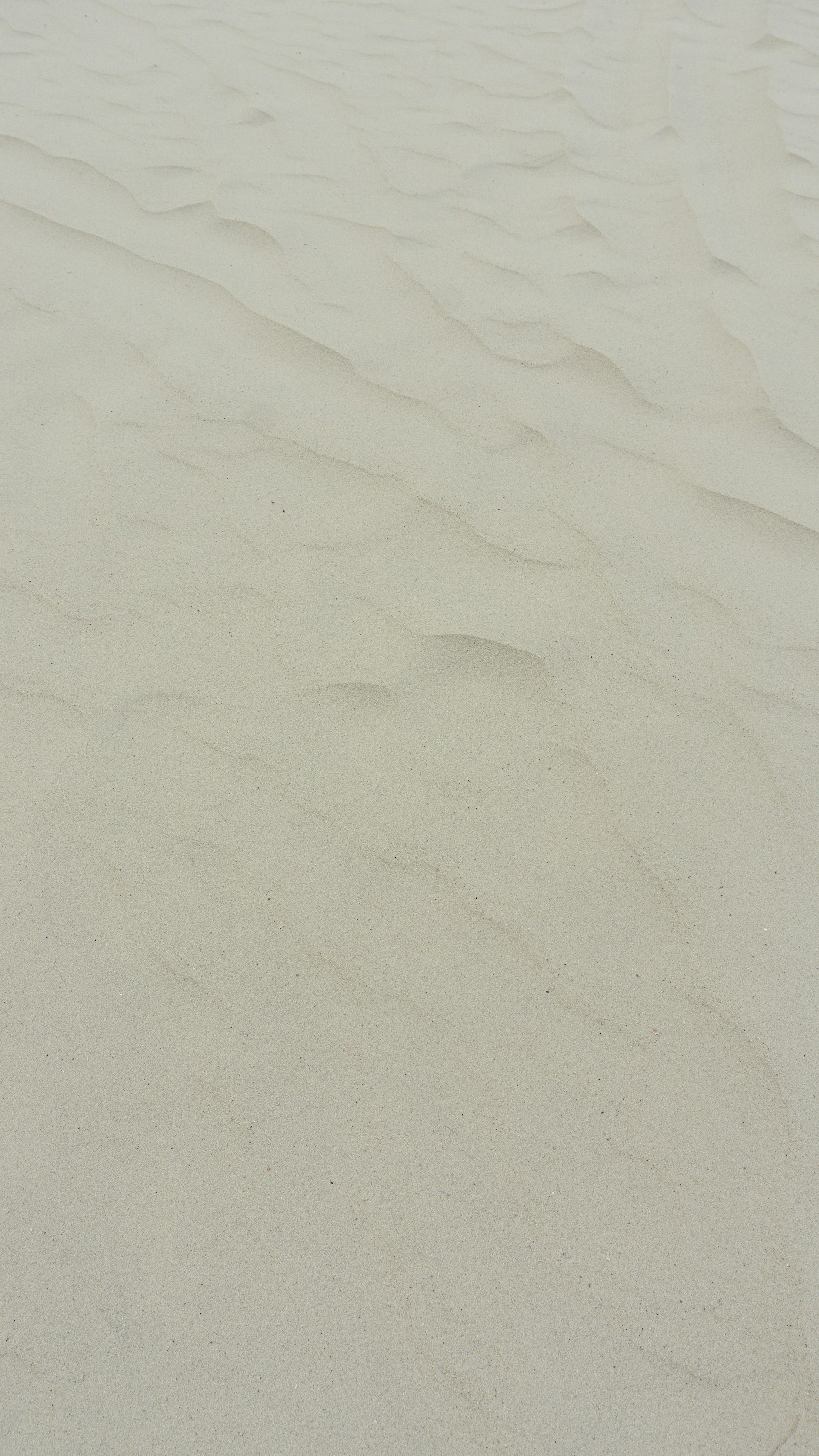 a bird standing on top of a sandy beach