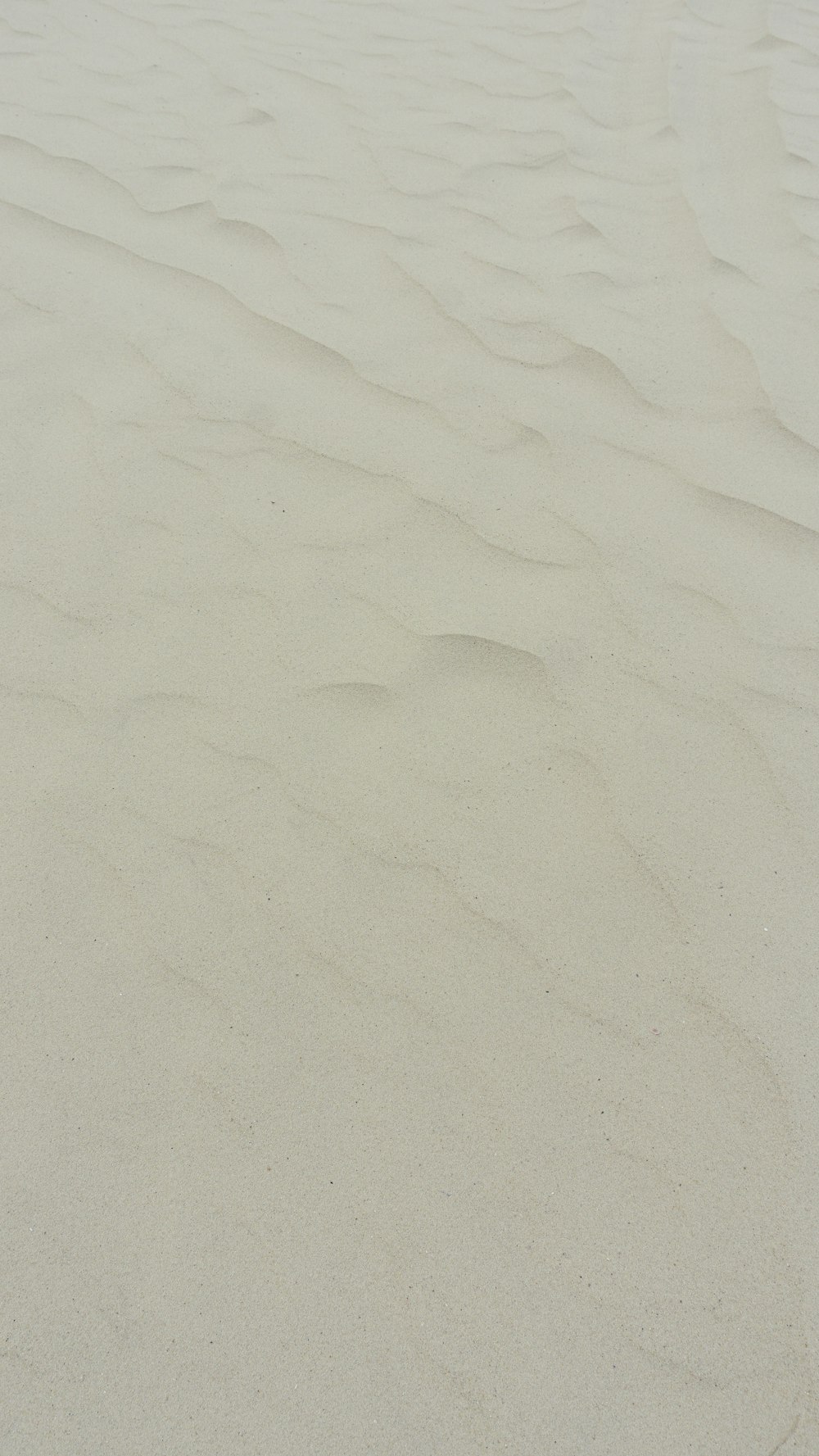 a bird standing on top of a sandy beach