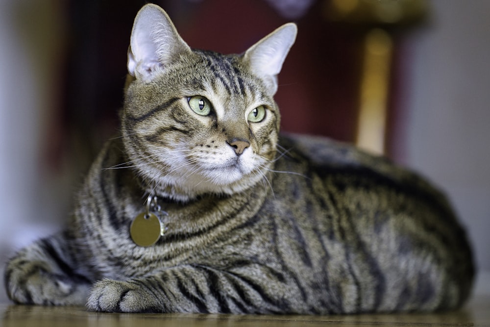 a cat with green eyes laying on a table