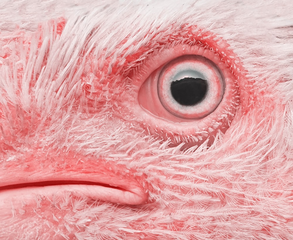 a close up of a pink bird's eye
