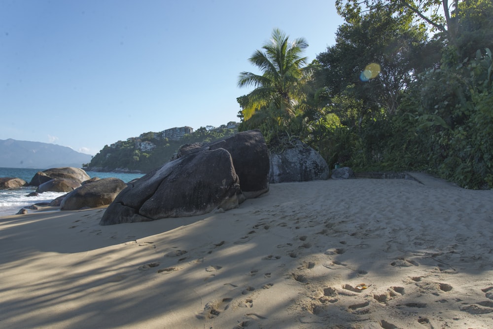 a sandy beach with palm trees and rocks