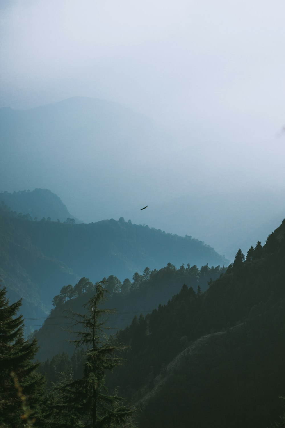 a bird flying over the top of a mountain