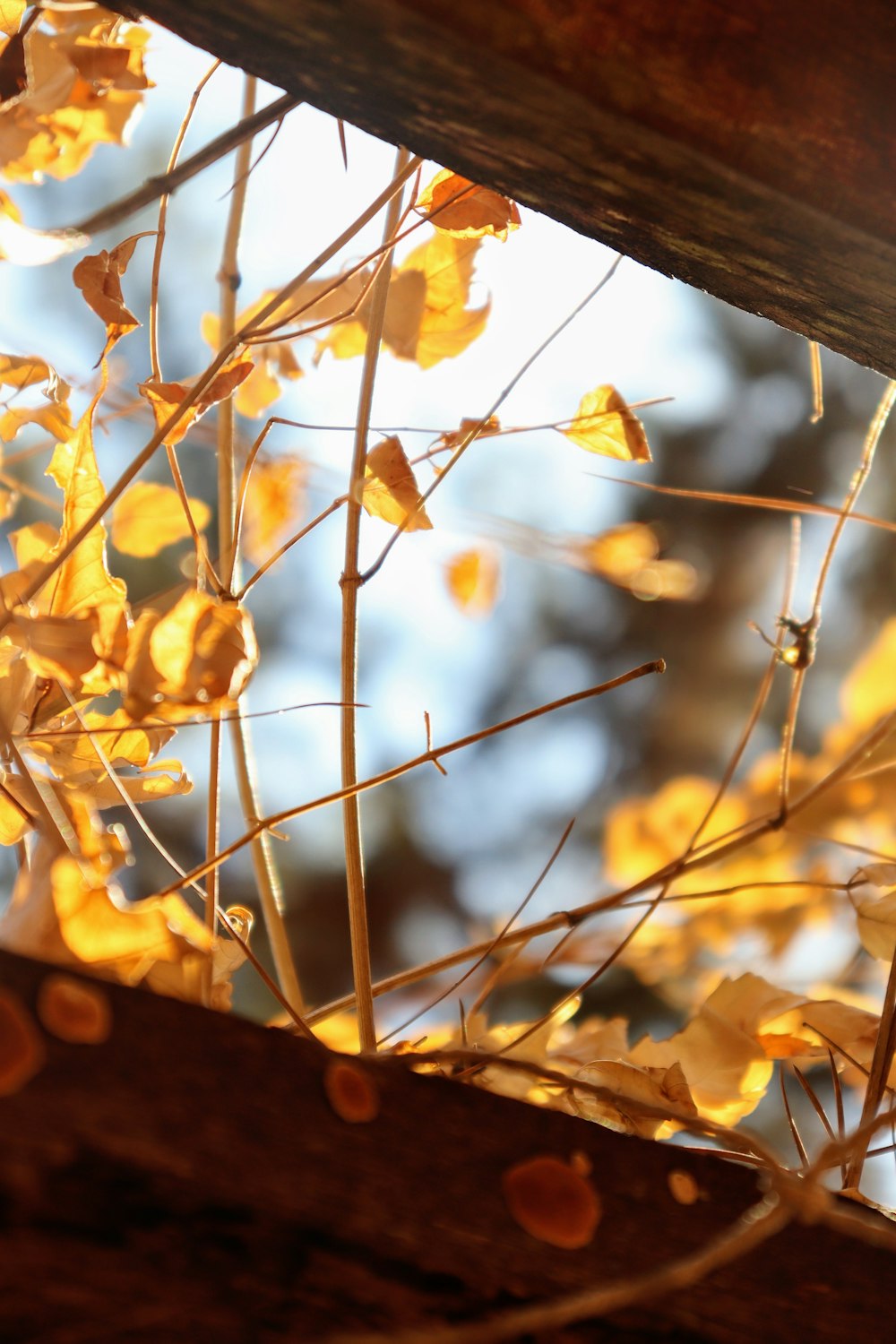 a close up of a branch with yellow leaves