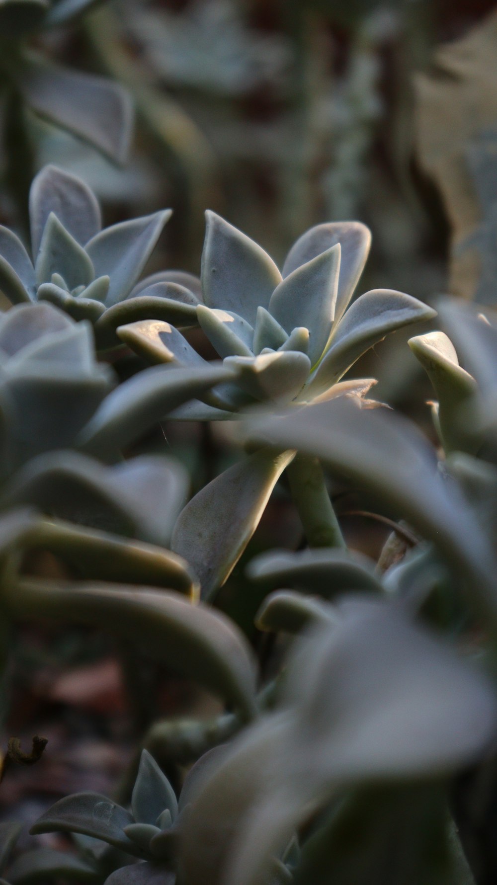 a close up of a plant with green leaves