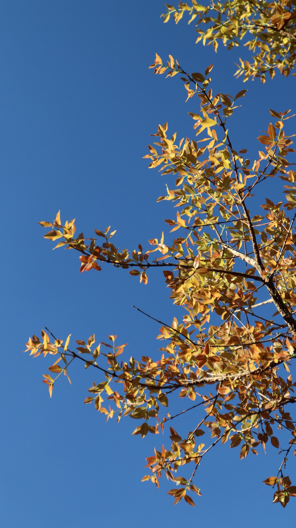 푸른 하늘을 배경으로 노란 잎이 있는 나무