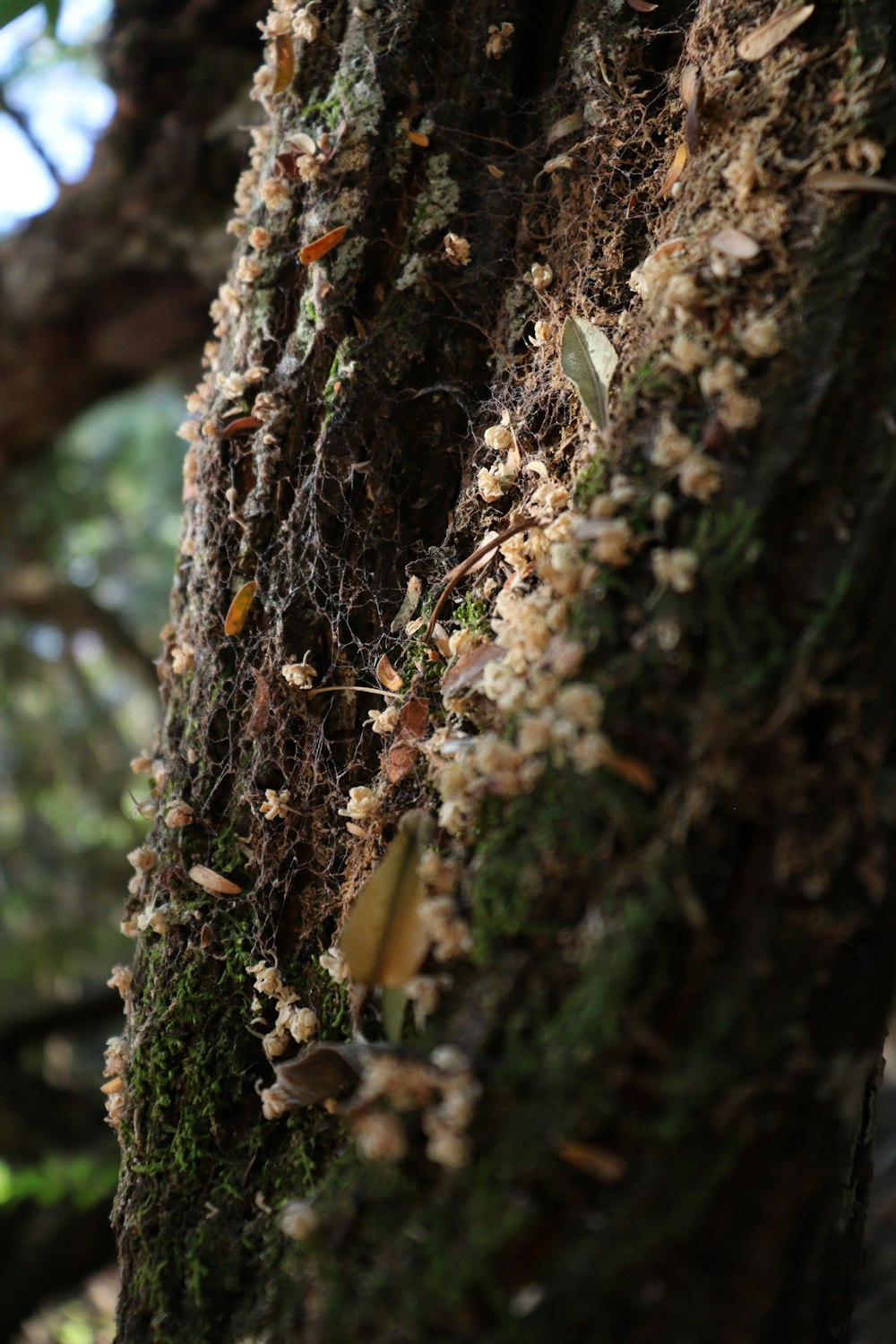 a close up of a tree with moss growing on it