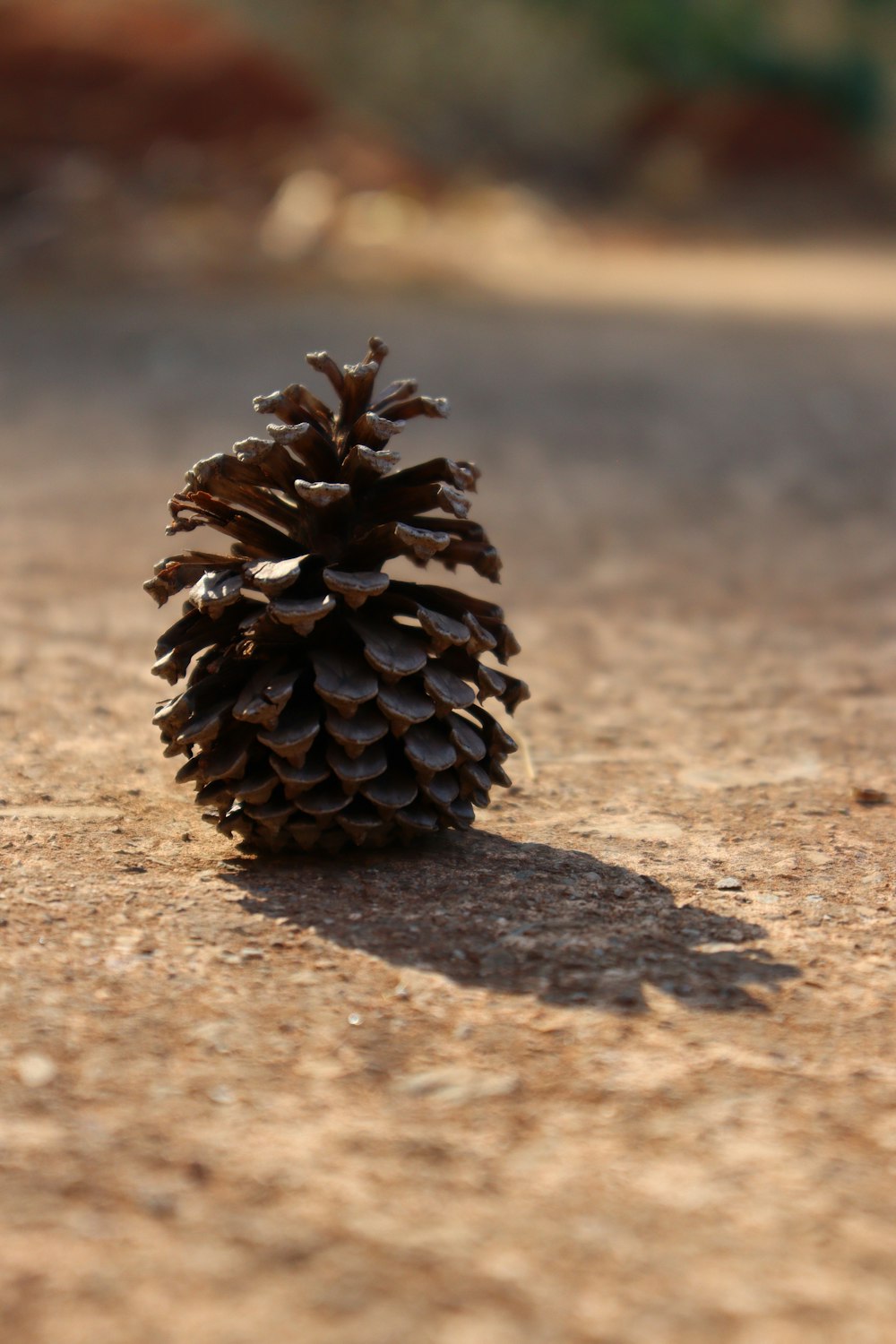 a small pine cone sitting on the ground