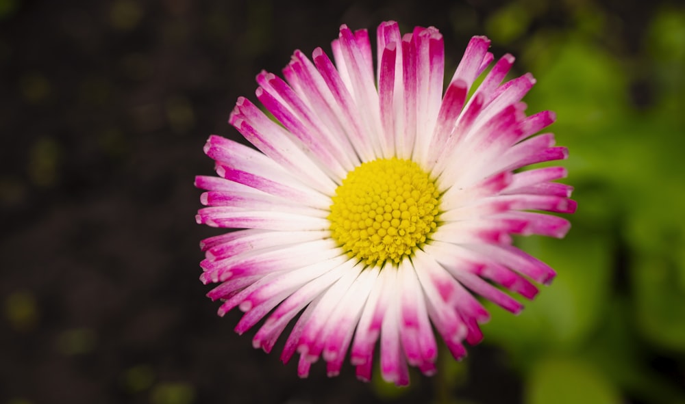 a pink and white flower with a yellow center