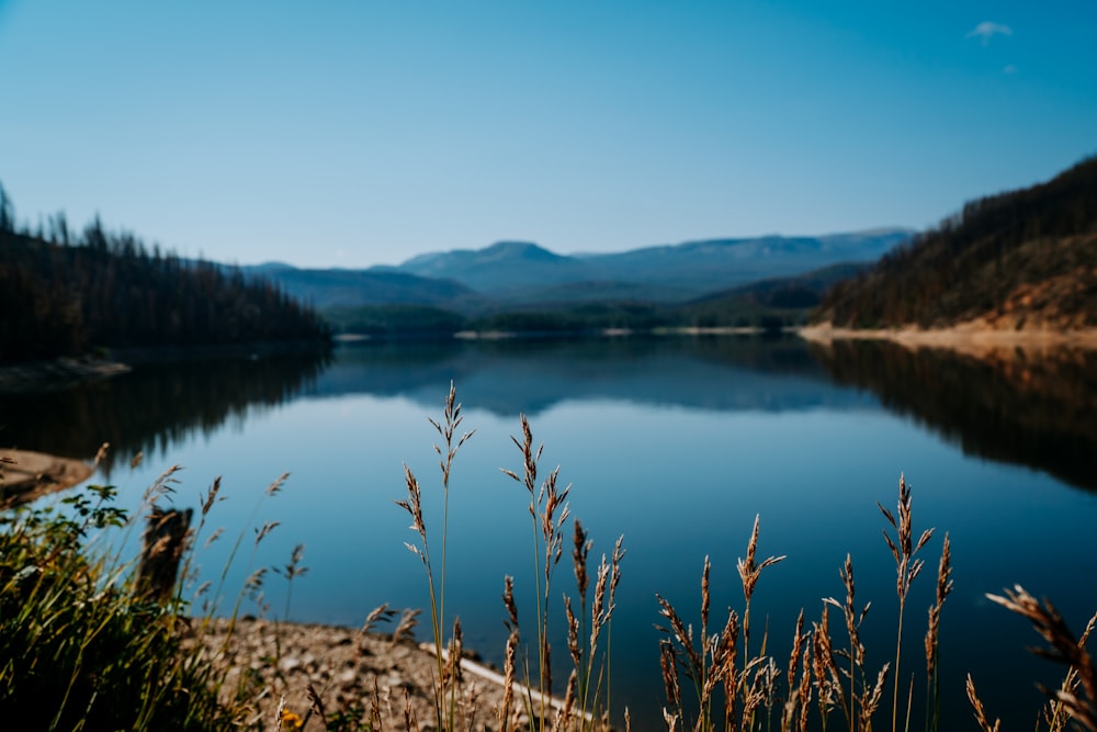 a body of water surrounded by a forest