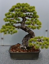 A well-maintained bonsai tree with a thick, twisted trunk and lush green foliage. The tree is positioned in a rectangular pot filled with small pebbles and sits on a surfaces that appears to be gravel. The background is a plain, light-colored wall, creating a serene and focused setting.
