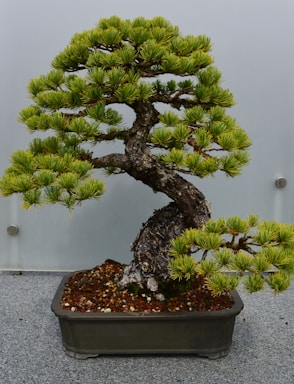 A well-maintained bonsai tree with a thick, twisted trunk and lush green foliage. The tree is positioned in a rectangular pot filled with small pebbles and sits on a surfaces that appears to be gravel. The background is a plain, light-colored wall, creating a serene and focused setting.