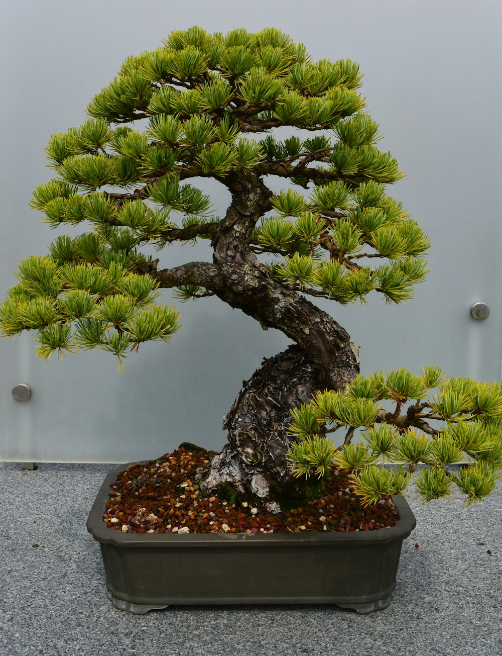 Un árbol bonsái en una maceta sobre una mesa