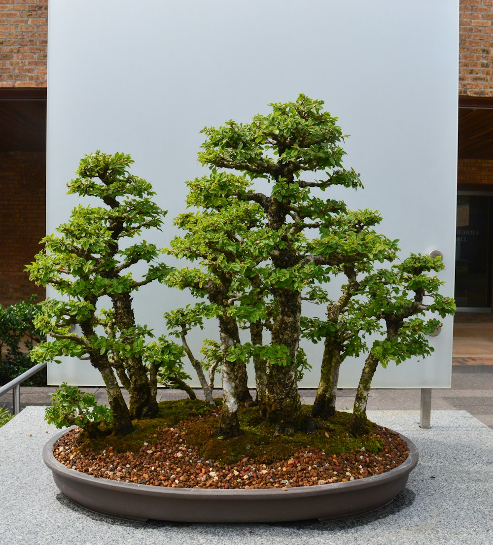 Un árbol bonsái en una maceta en exhibición