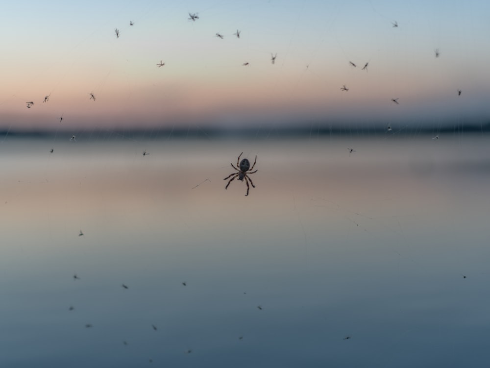 Un grande ragno seduto sopra uno specchio d'acqua