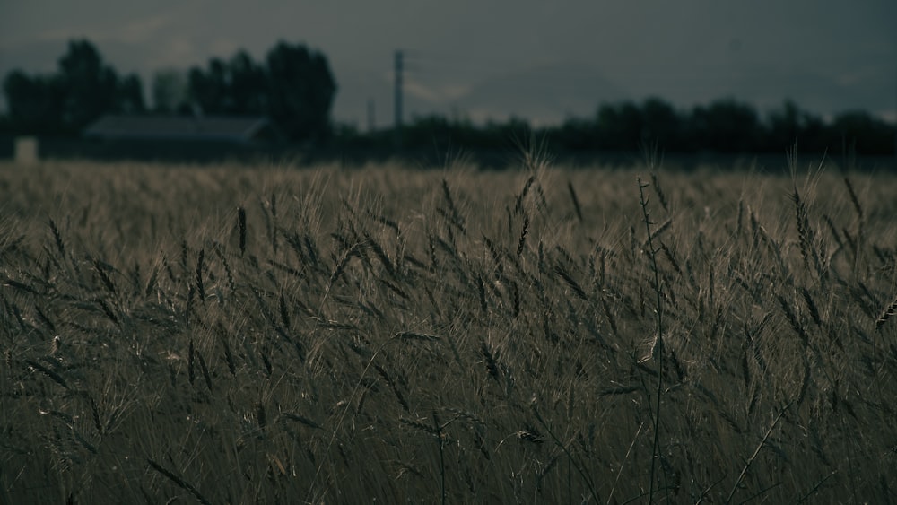 a field of tall grass with a barn in the background