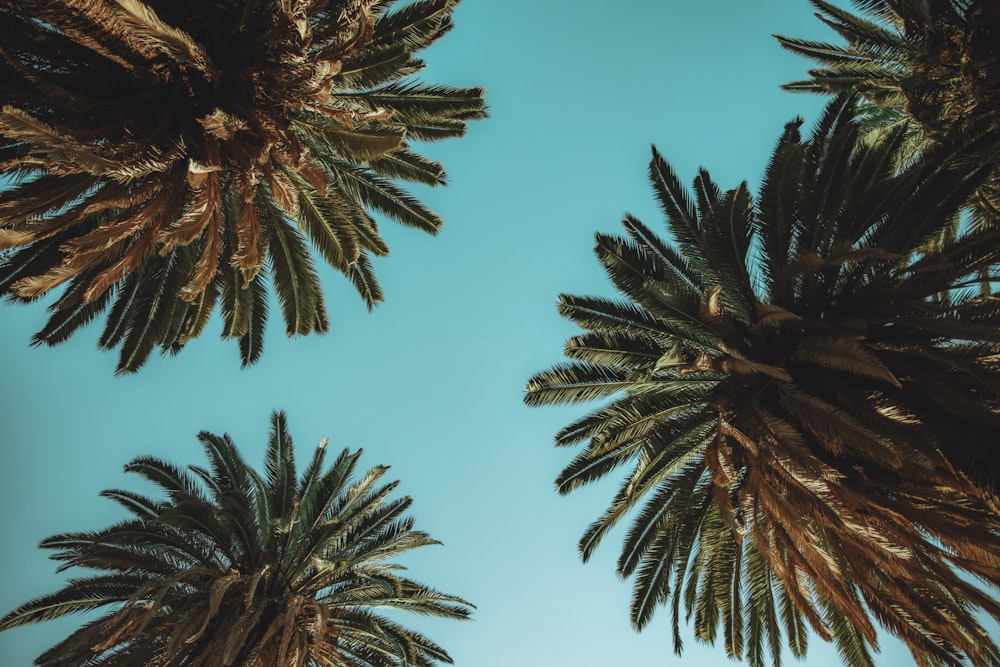 a group of palm trees against a blue sky