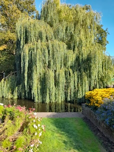 a large willow tree in the middle of a park