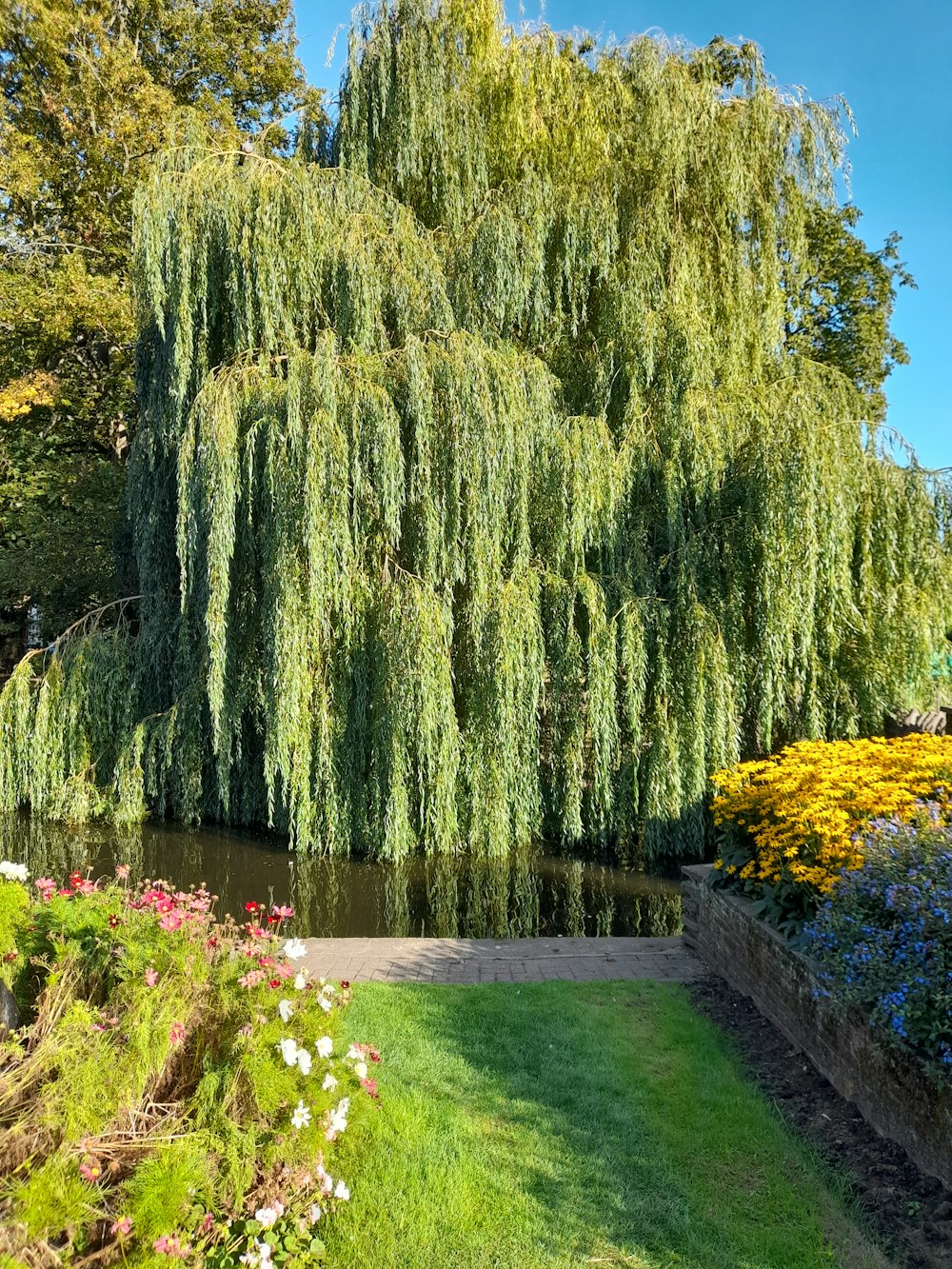 a large willow tree in the middle of a park