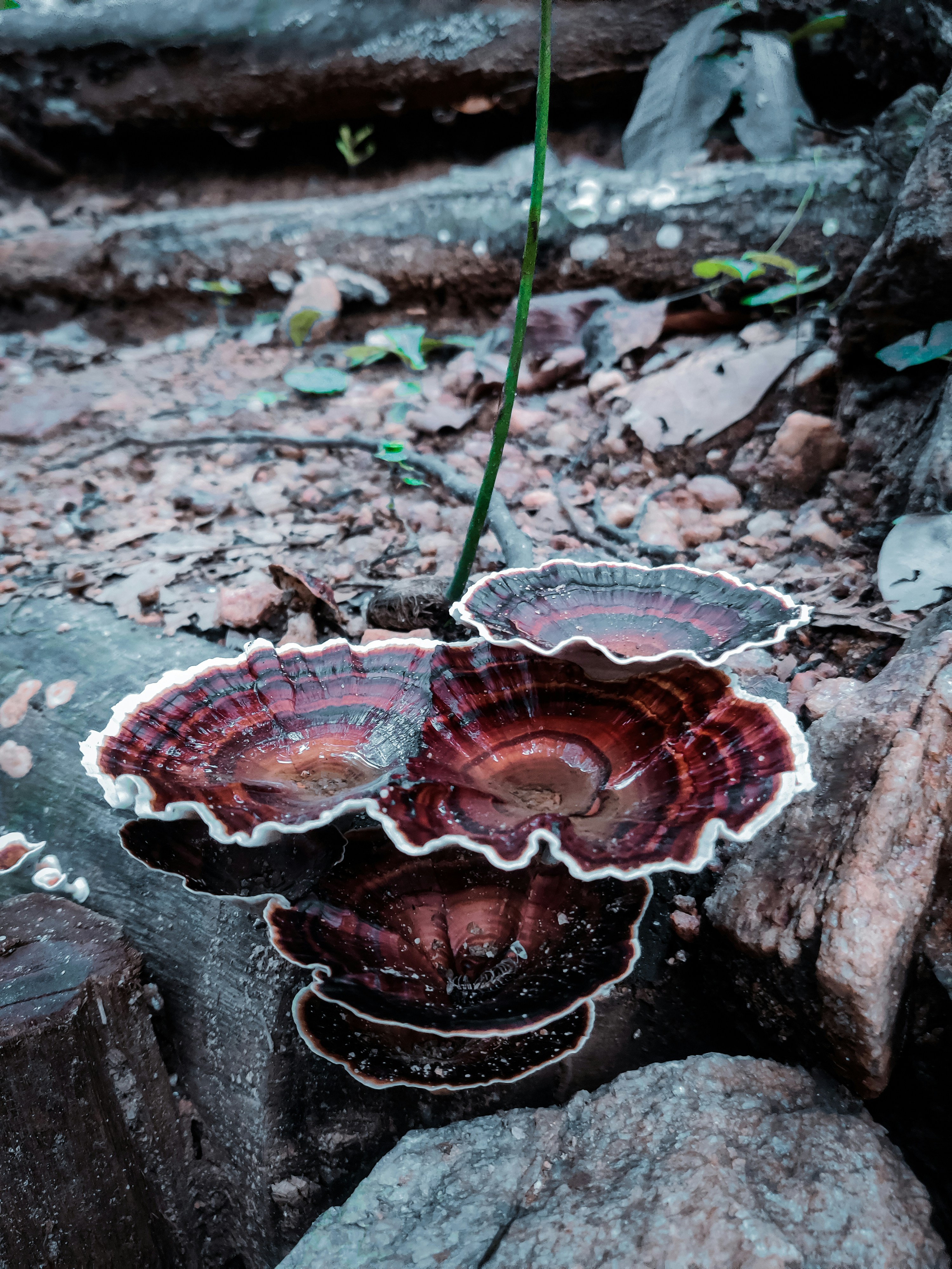 a group of mushrooms sitting on top of a pile of rocks