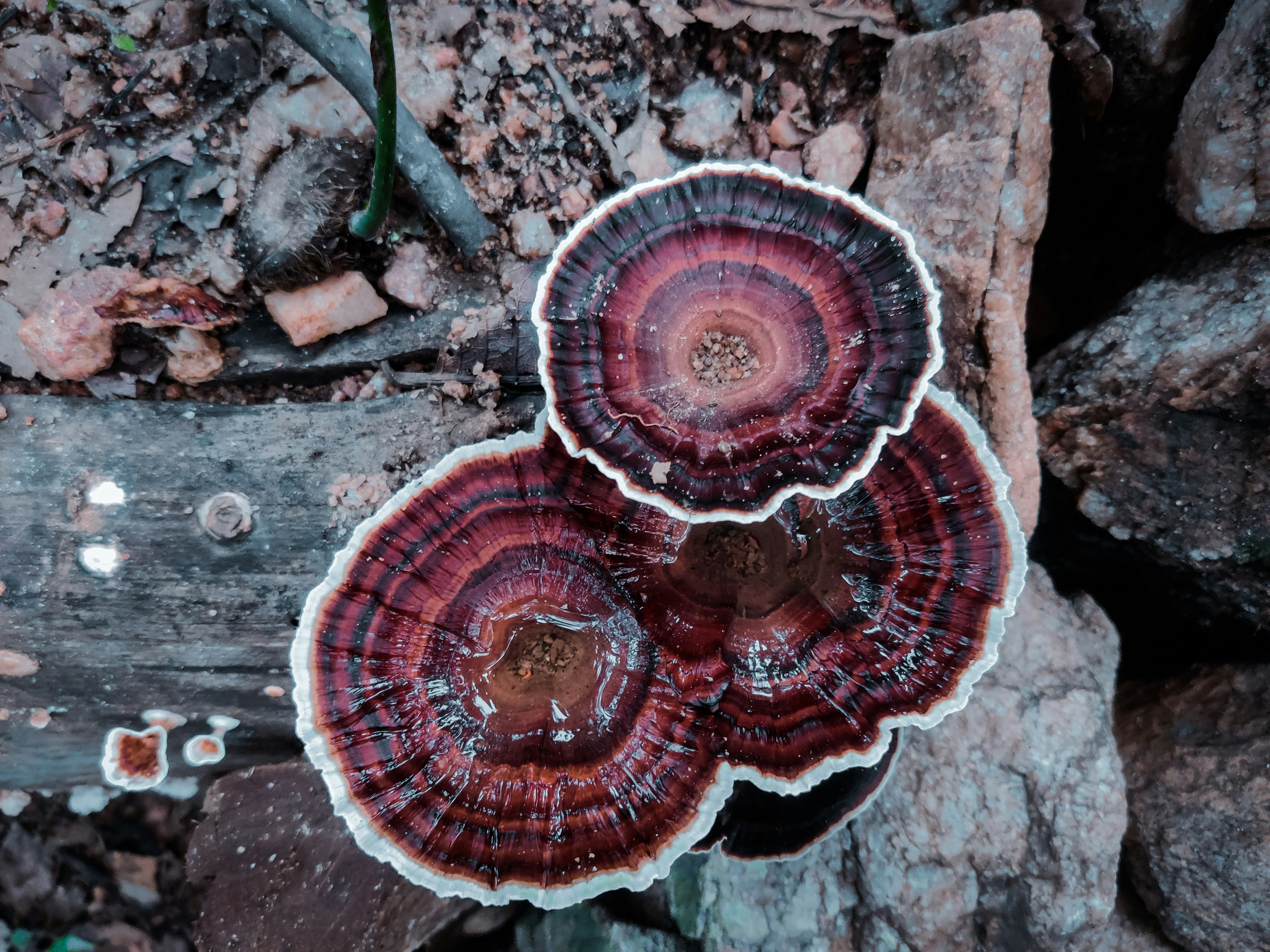 a group of mushrooms sitting on top of a forest floor