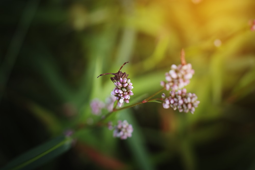 a close up of a flower with a blurry background