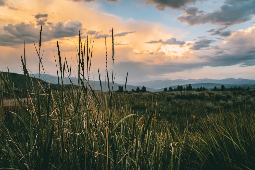 a field with tall grass under a cloudy sky