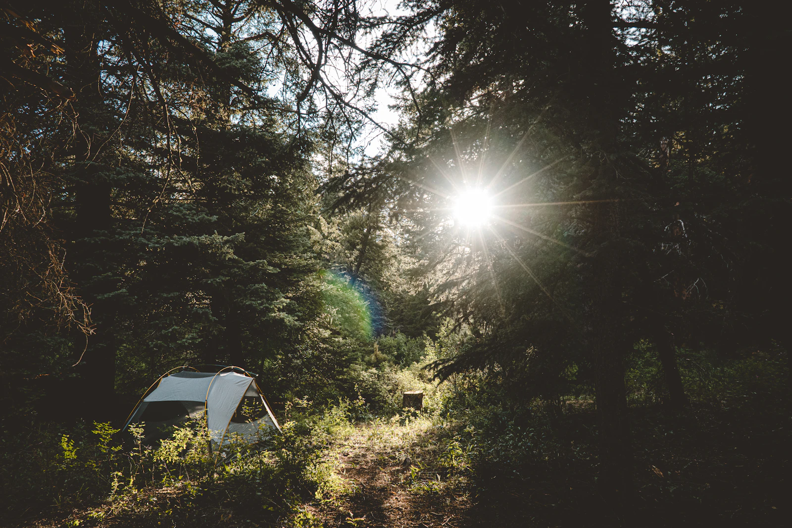 A tent pitched in shade at the edge of a forest clearing while low sun breaks through the trees onto the open ground beside it