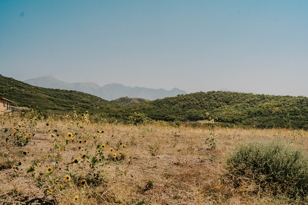 a field of sunflowers in front of a mountain range