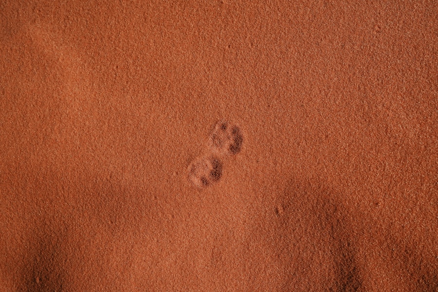 Hot Spots on Dogs: Causes, Treatment and Prevention