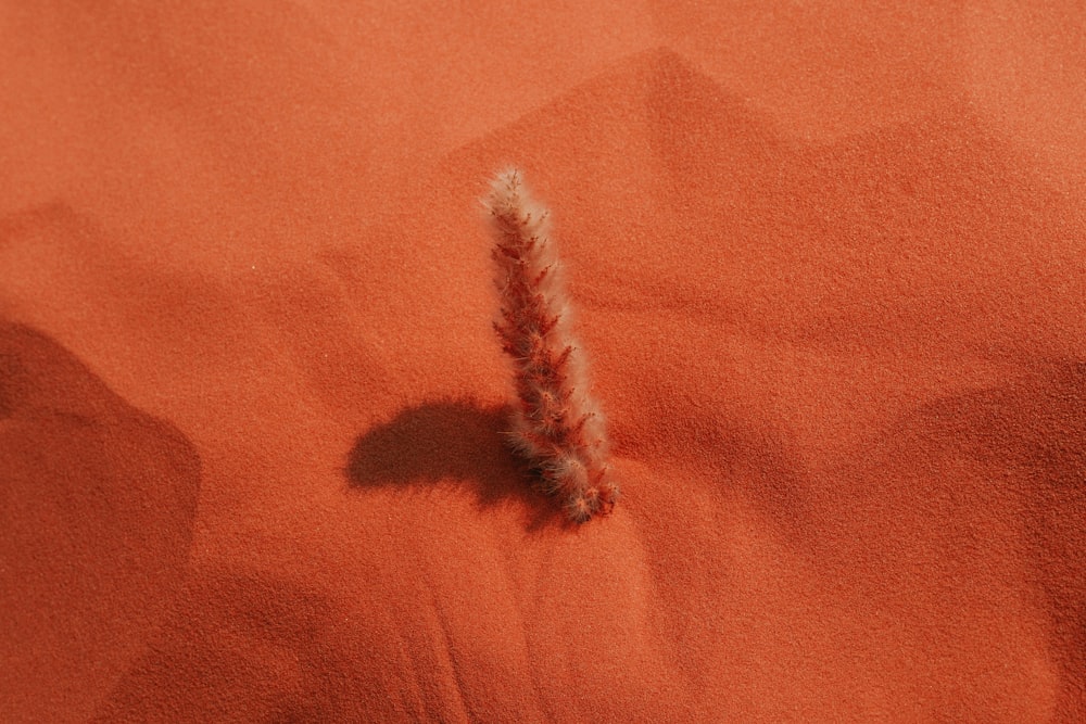 a small plant sticking out of the sand