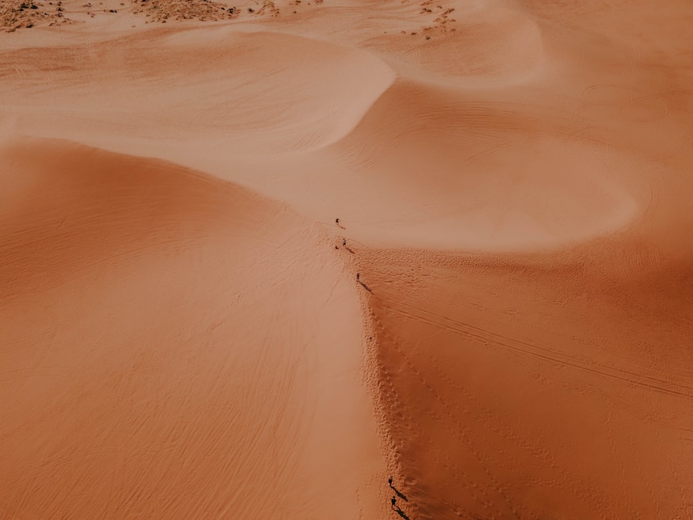 a lone tree in the middle of a desert