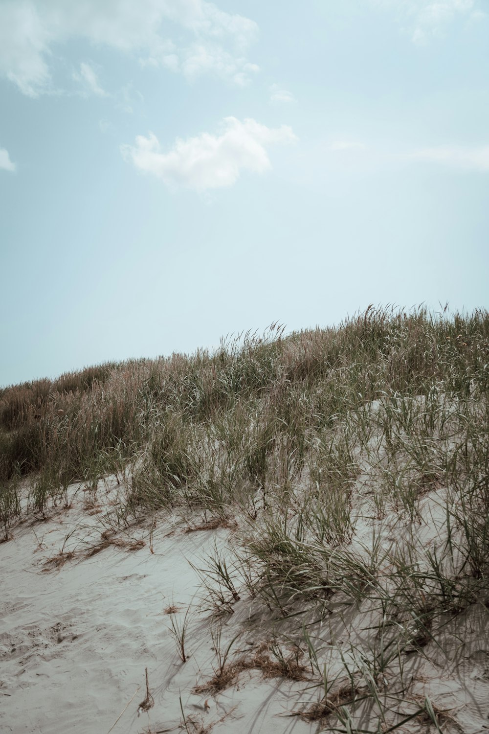 a sandy beach with grass growing on top of it