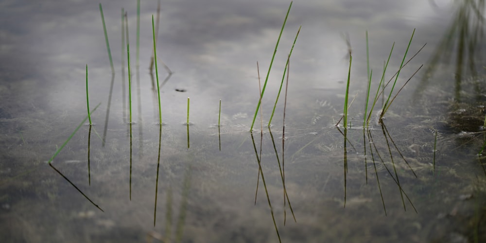 a close up of some water with grass growing out of it