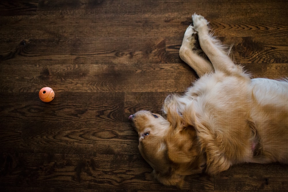 a dog laying on the floor next to a toy