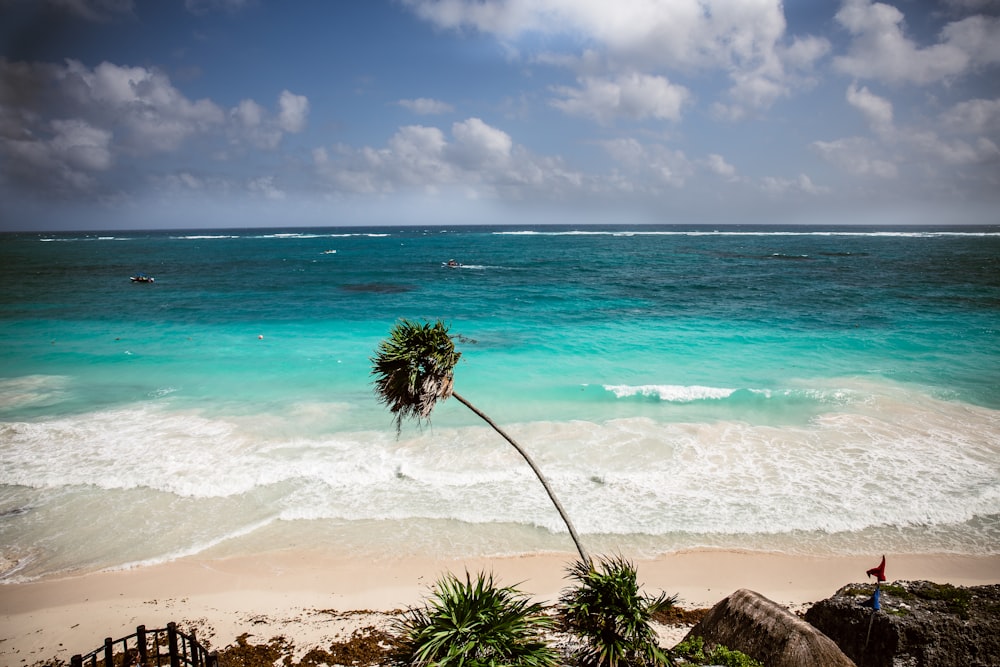 a palm tree on a beach with the ocean in the background