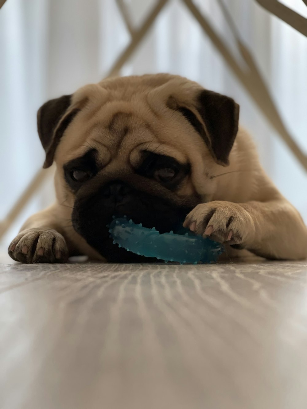 a pug dog chewing on a toy on the floor