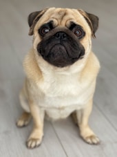 25 Best Dog Breeds for Highly Sensitive People (HSP)