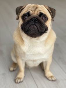 25 Best Dog Breeds for Highly Sensitive People (HSP)