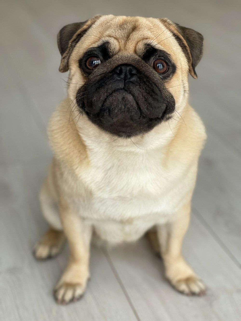 a small pug dog sitting on a wooden floor