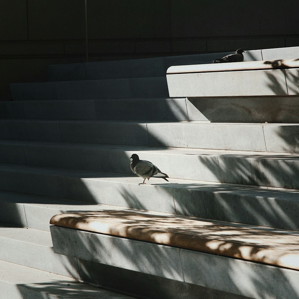 a small bird standing on some concrete steps