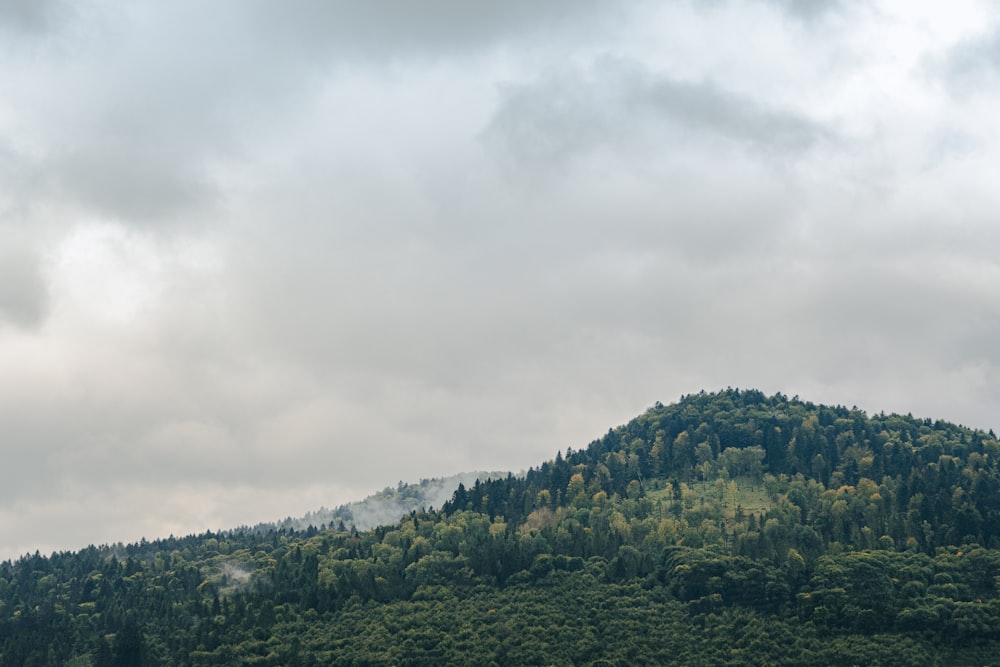 a large hill with a forest on top of it