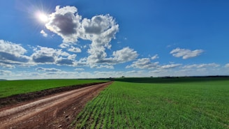 A wide open green land plot with a dirt road leading through it under a bright blue sky.