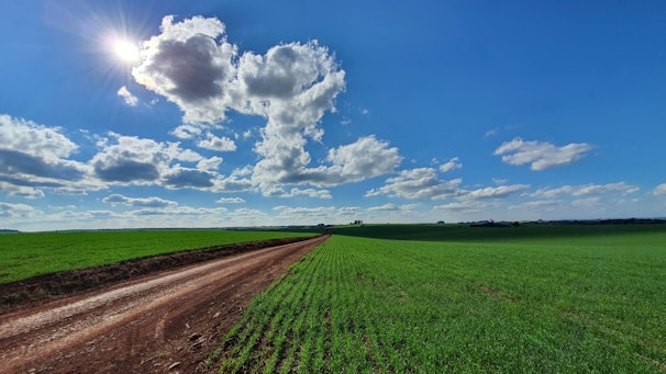 A wide open green land plot with a dirt road leading through it under a bright blue sky.