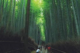 A serene bamboo forest with tall bamboo stalks stretching upwards, forming a lush green canopy. A path runs through the forest, along which people are strolling, enjoying the tranquil environment. The scene is calm, with soft natural light filtering through the dense foliage.