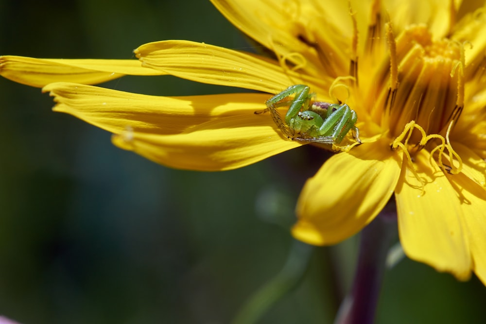 a green bug sitting on top of a yellow flower