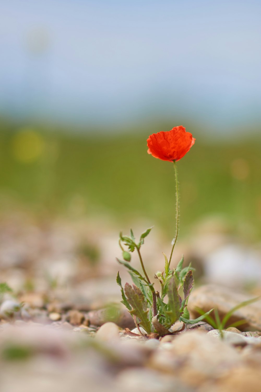 a single red flower growing out of the ground